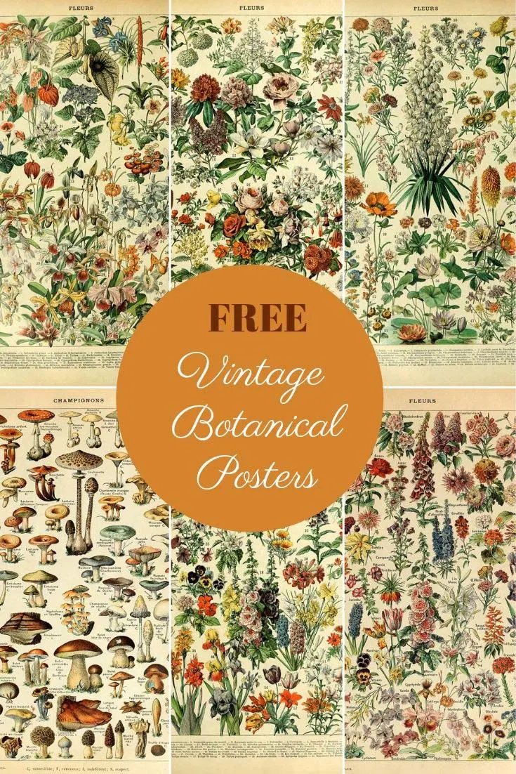 Amazing Free Collection Of Antique Botanical Posters - Picture Box