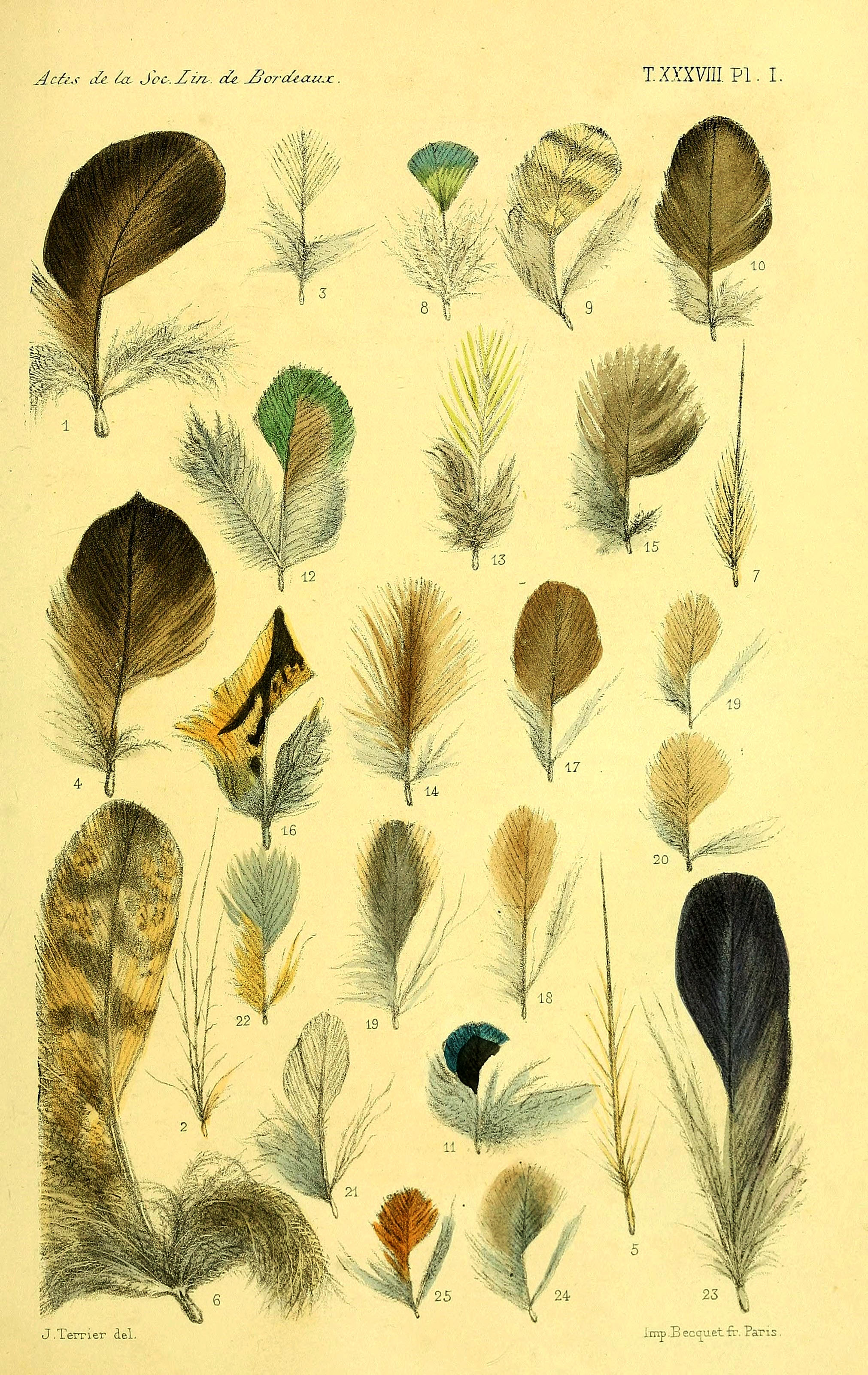 Feather Birds Stock Illustrations – 48,462 Feather Birds Stock