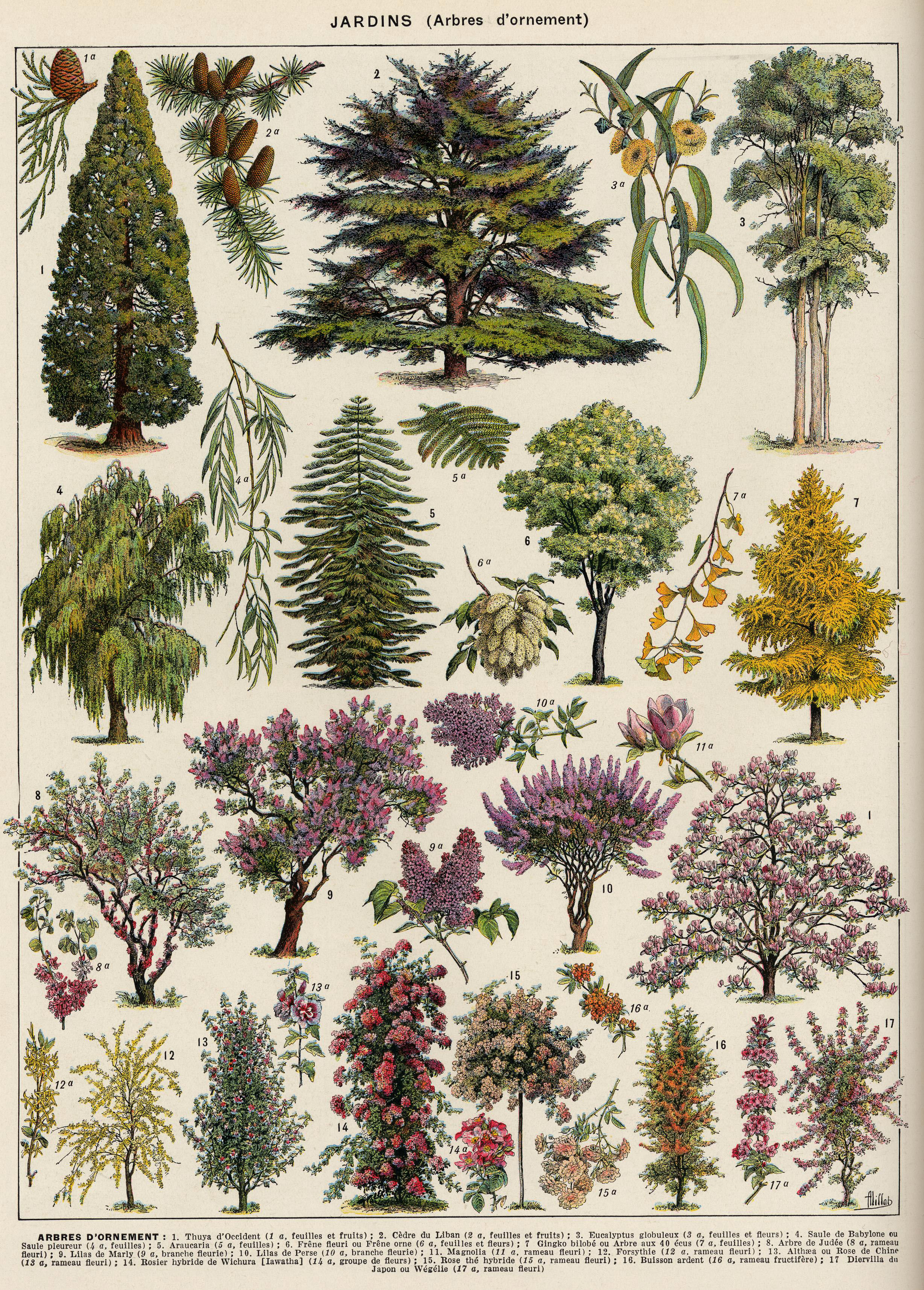 Ботанические зарисовки деревьев