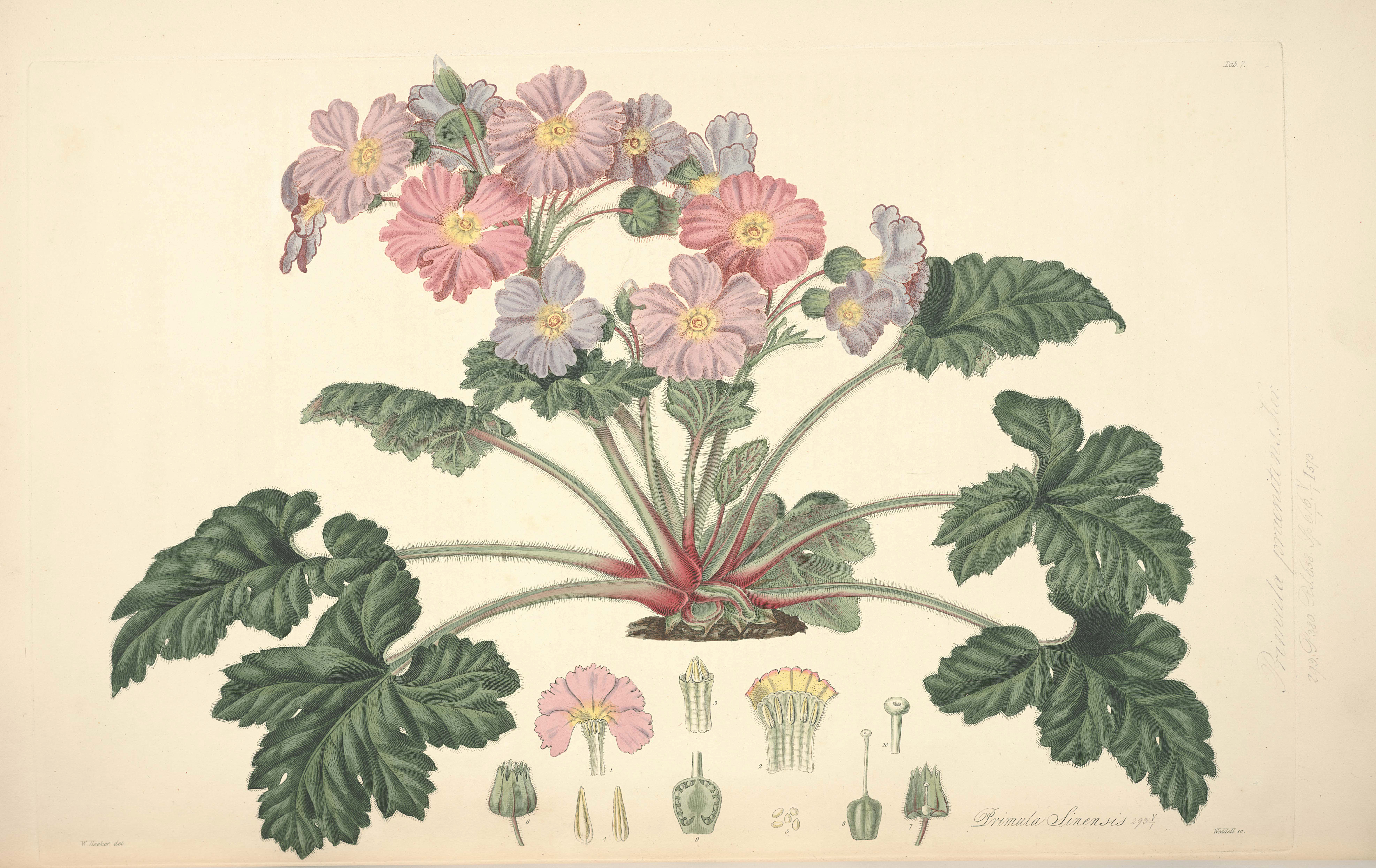 Начинающая ботаника. Primula sinensis. Примула Ботаническая. Примула Ботаническая иллюстрация. Калужница Ботаническая иллюстрация.