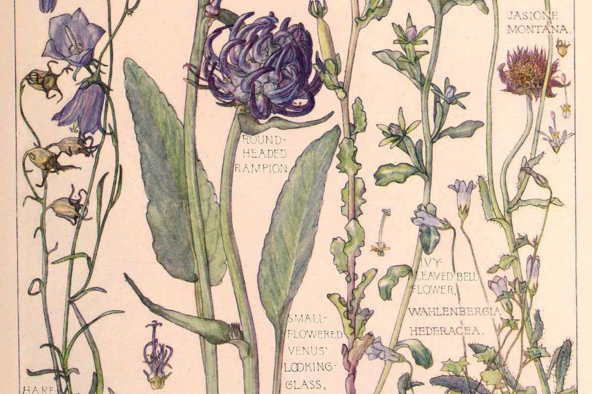 31 Free Beautiful Botanical Wild Flower Illustrations That Are Arty -  Picture Box Blue