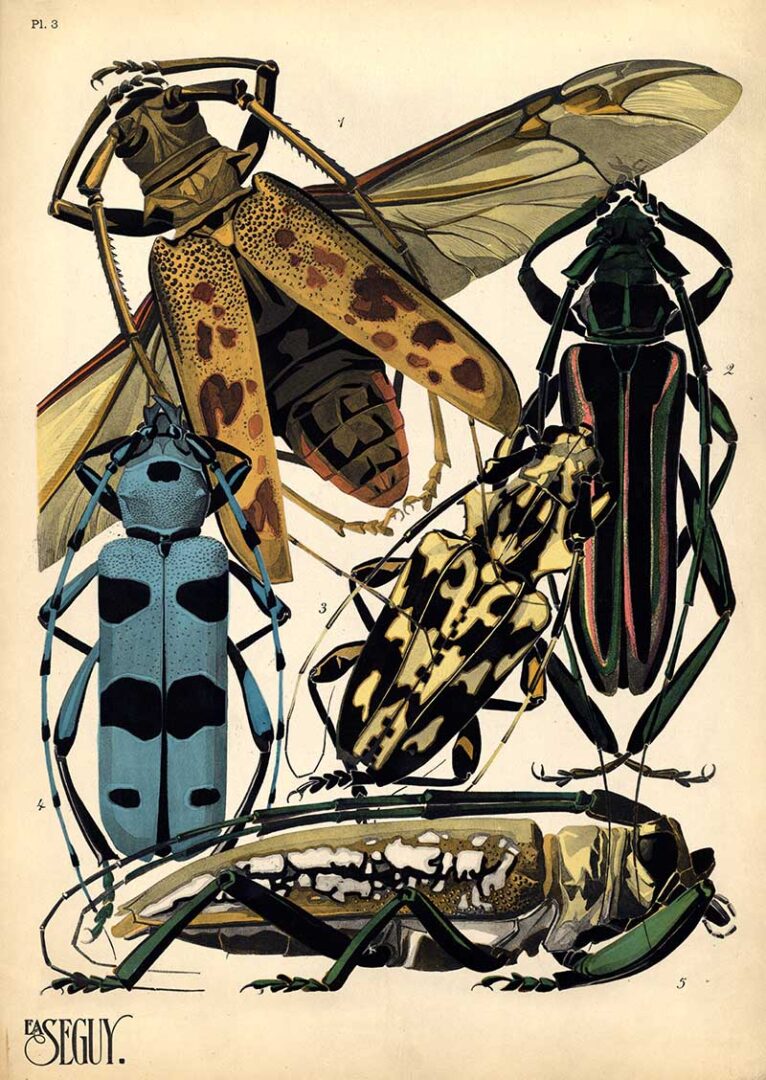 Enjoy 20 Stunning E.A. Seguy Art Nouveau Insect Prints for Free: A ...