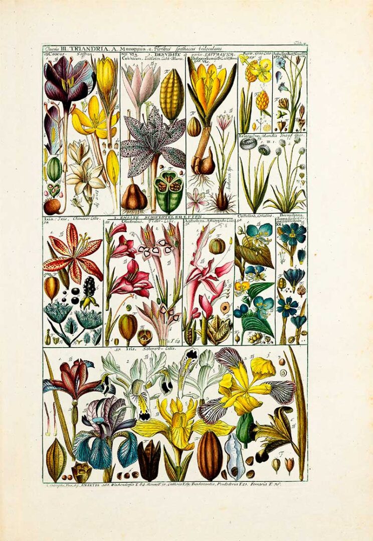 Plate 33 - Johannes Gessner - Framed art Print main image 1
