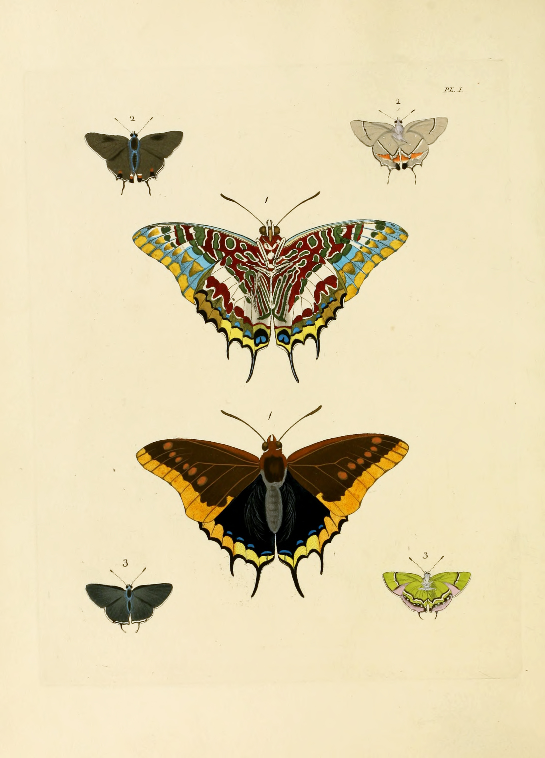 Vintage Butterfly Photography Vintage Butterfly Photography