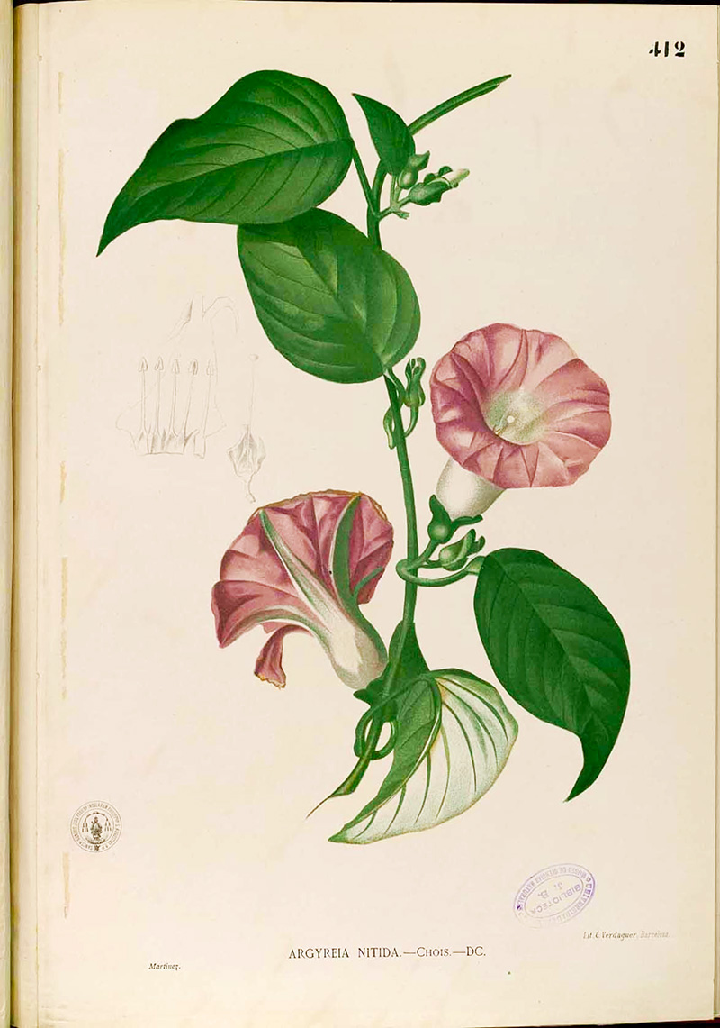 Argyreia_sp_Blanco Flora de Fillipanos 1880 free printable