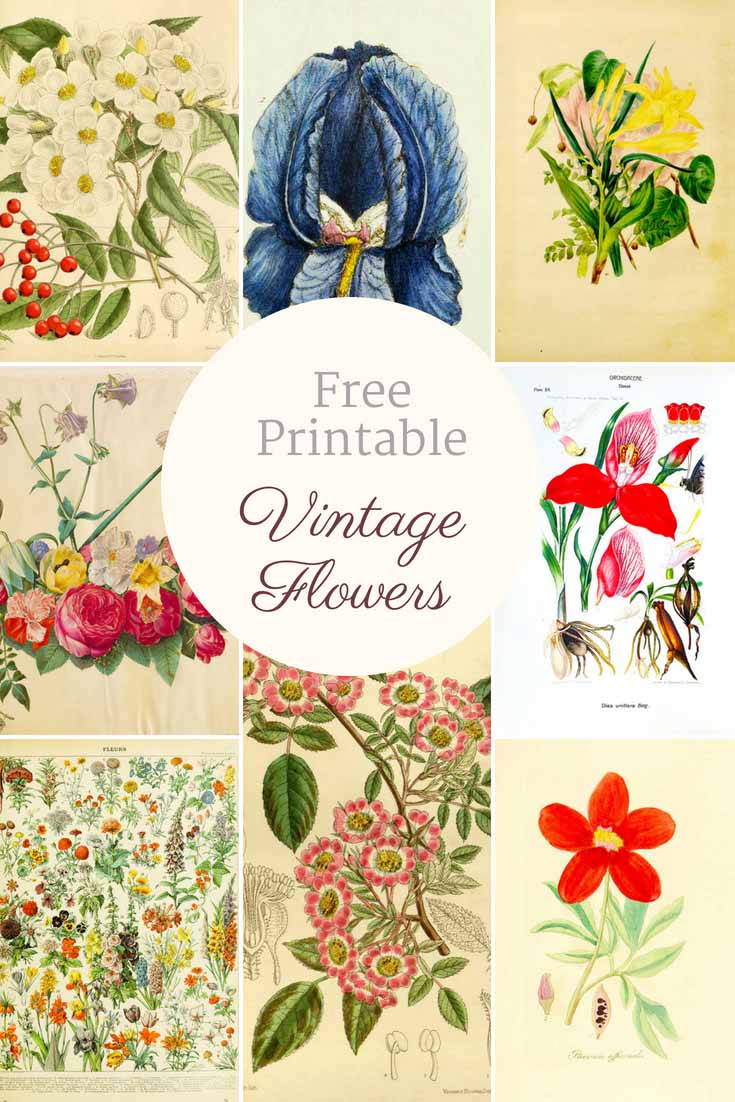 Free Printable flower pictures