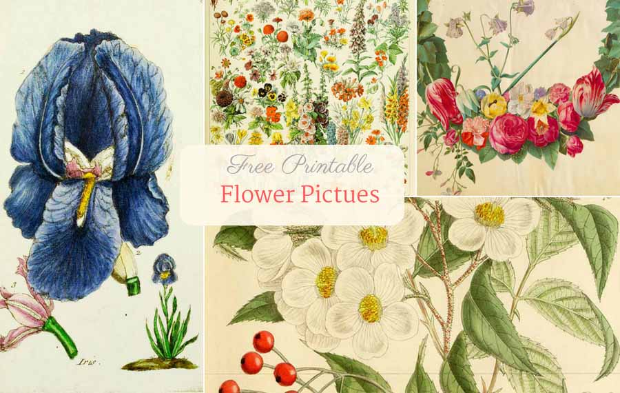 Free printable flower pictures