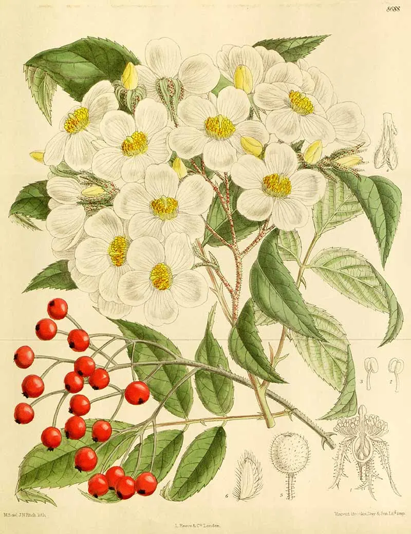 Rosa cerasocarpa 1916