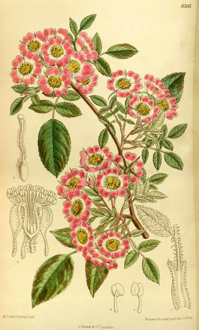 Rosa corymbulosa 1914 Free Printable