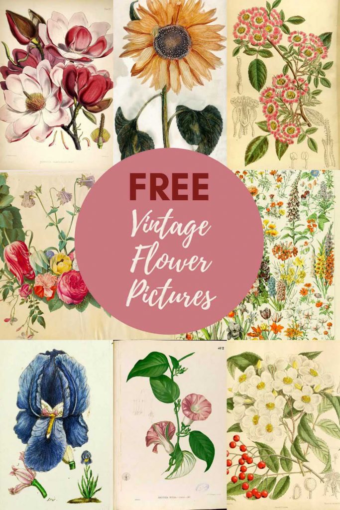 Free vintage flower pictures