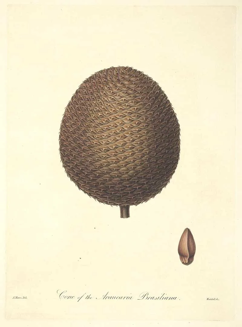 Vintage botanical print of the Brazilian Pine