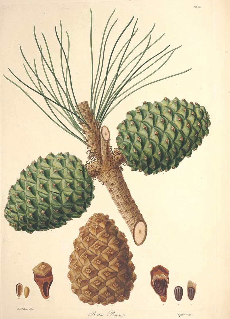 Vintage botanical image stone pine