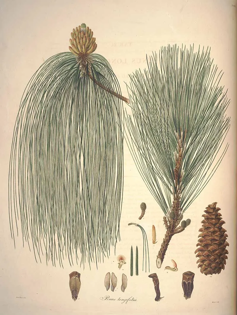 Longleaf pine vintage image