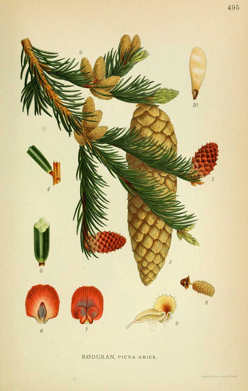 Norwegian Spruce