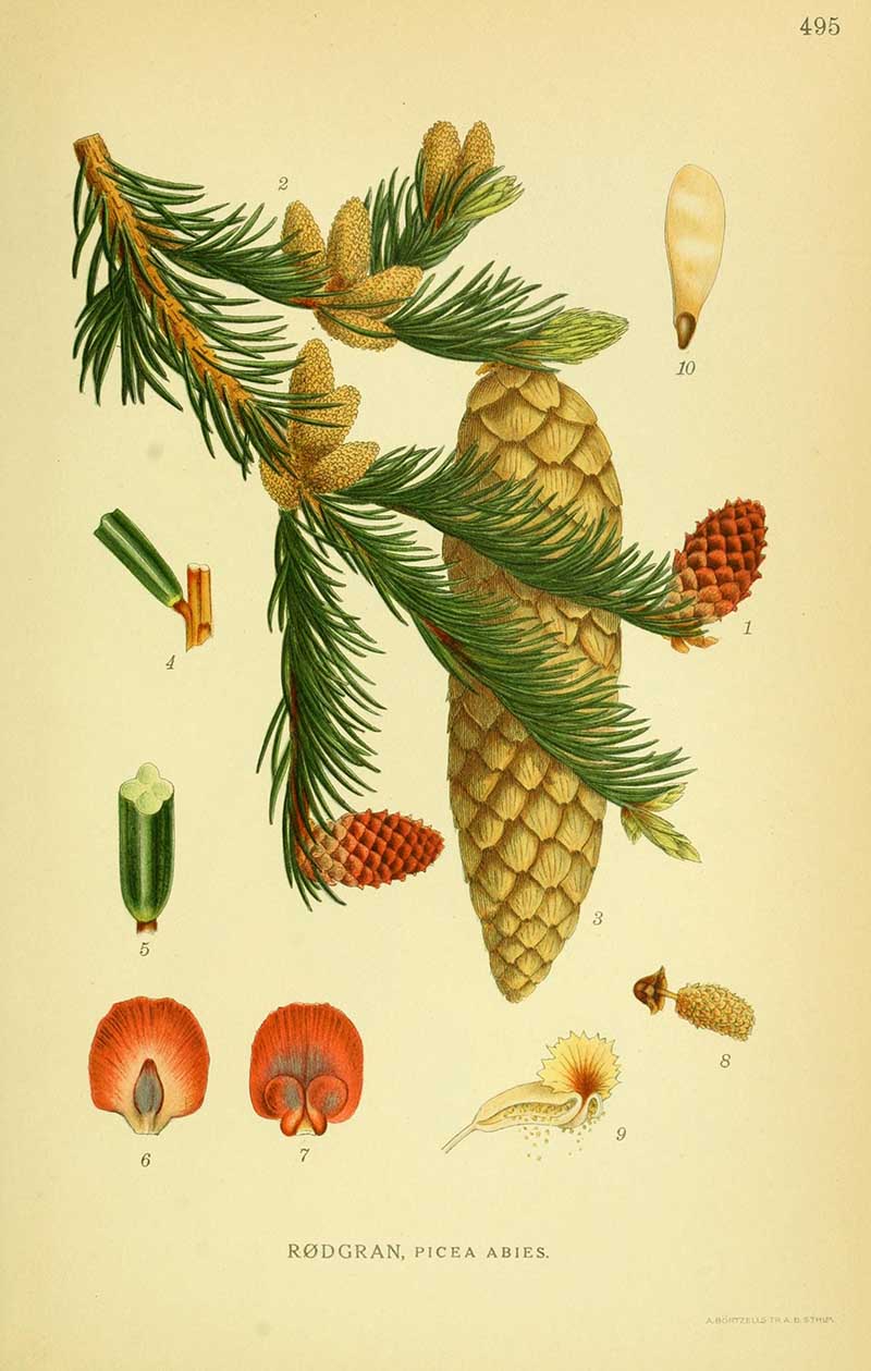 Vintage print of Norwegian Spruce