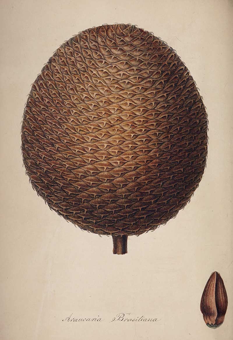 vintage Brazilian Pine Cone illustration