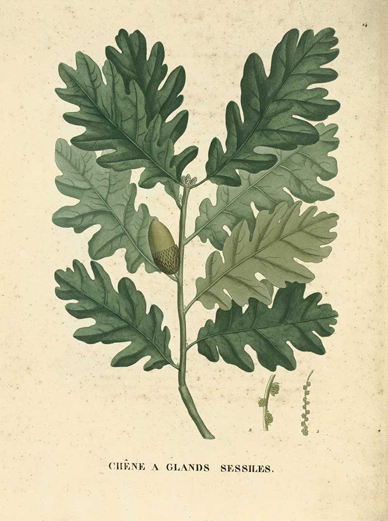 Sessile oak leaf an acorn