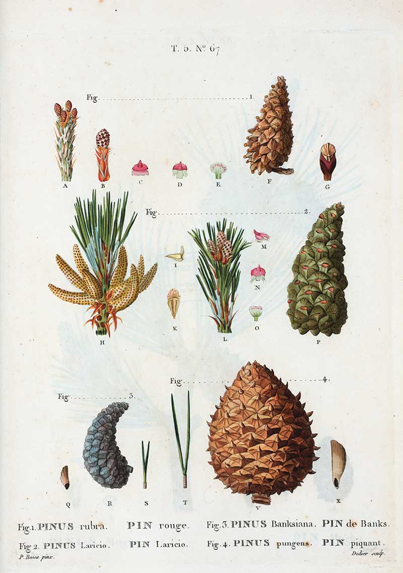 Various pine cones botanical illustrations