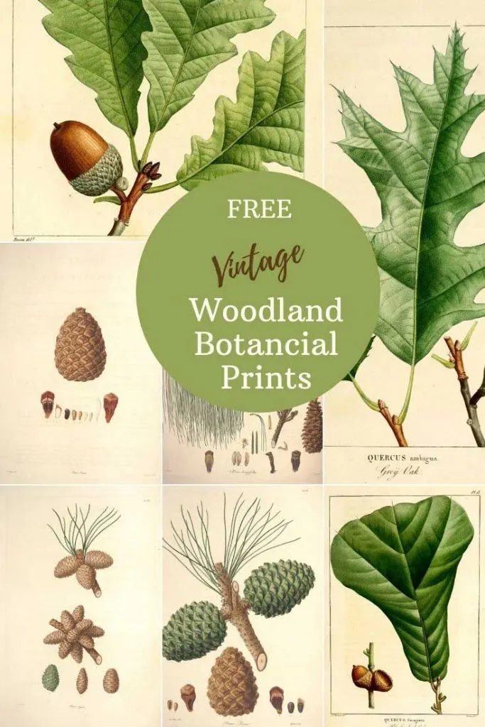 Free Printable woodland botanical prints