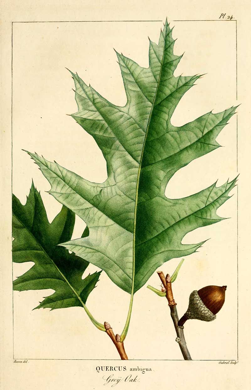 Grey oak botanical print