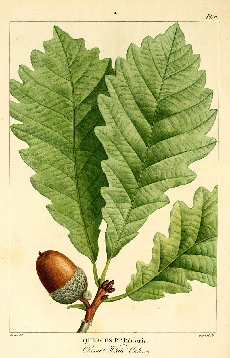 Chestnut white oak botanical image