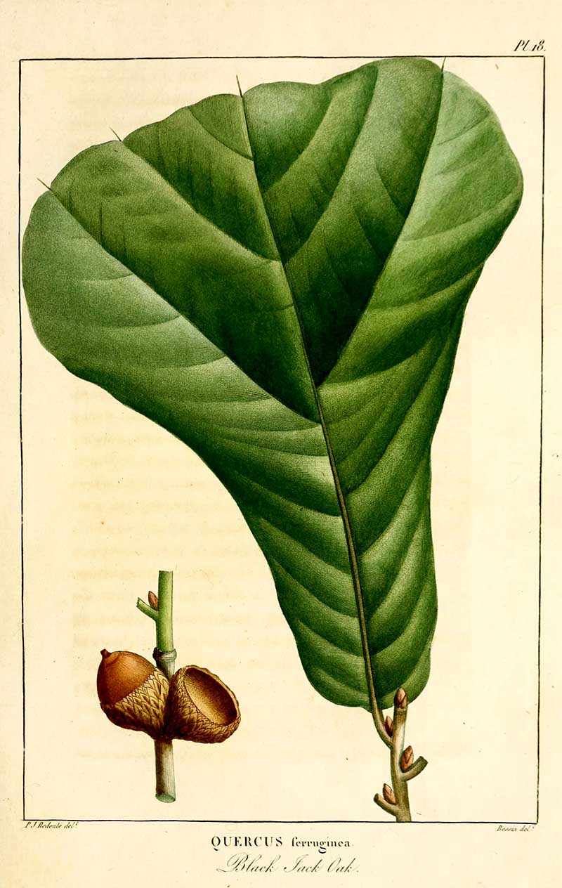 Black Jack oak free botanical printable