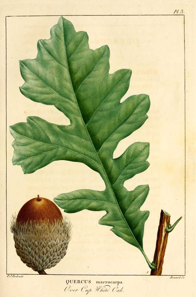 White Oak Free Vintage botanical print