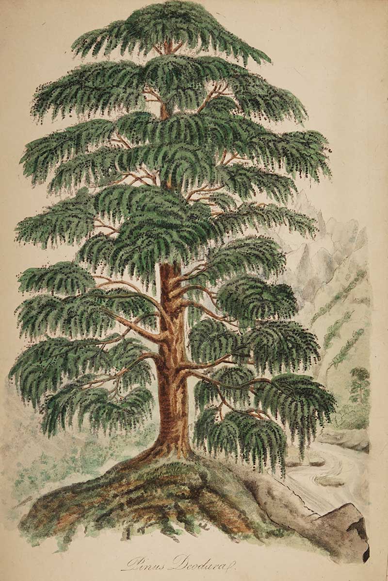 Indian Cedar Botanical Images