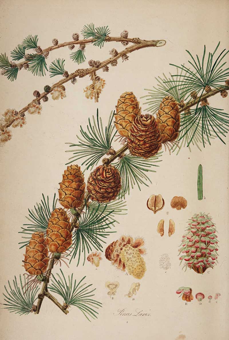 vintage large tree brance with cones