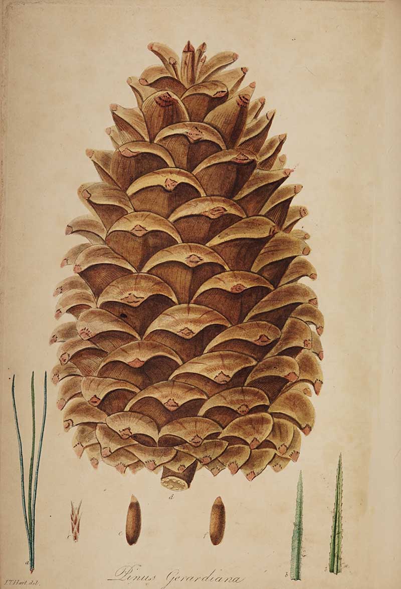 Pinus Gerardiana pine cone woodland botanical print