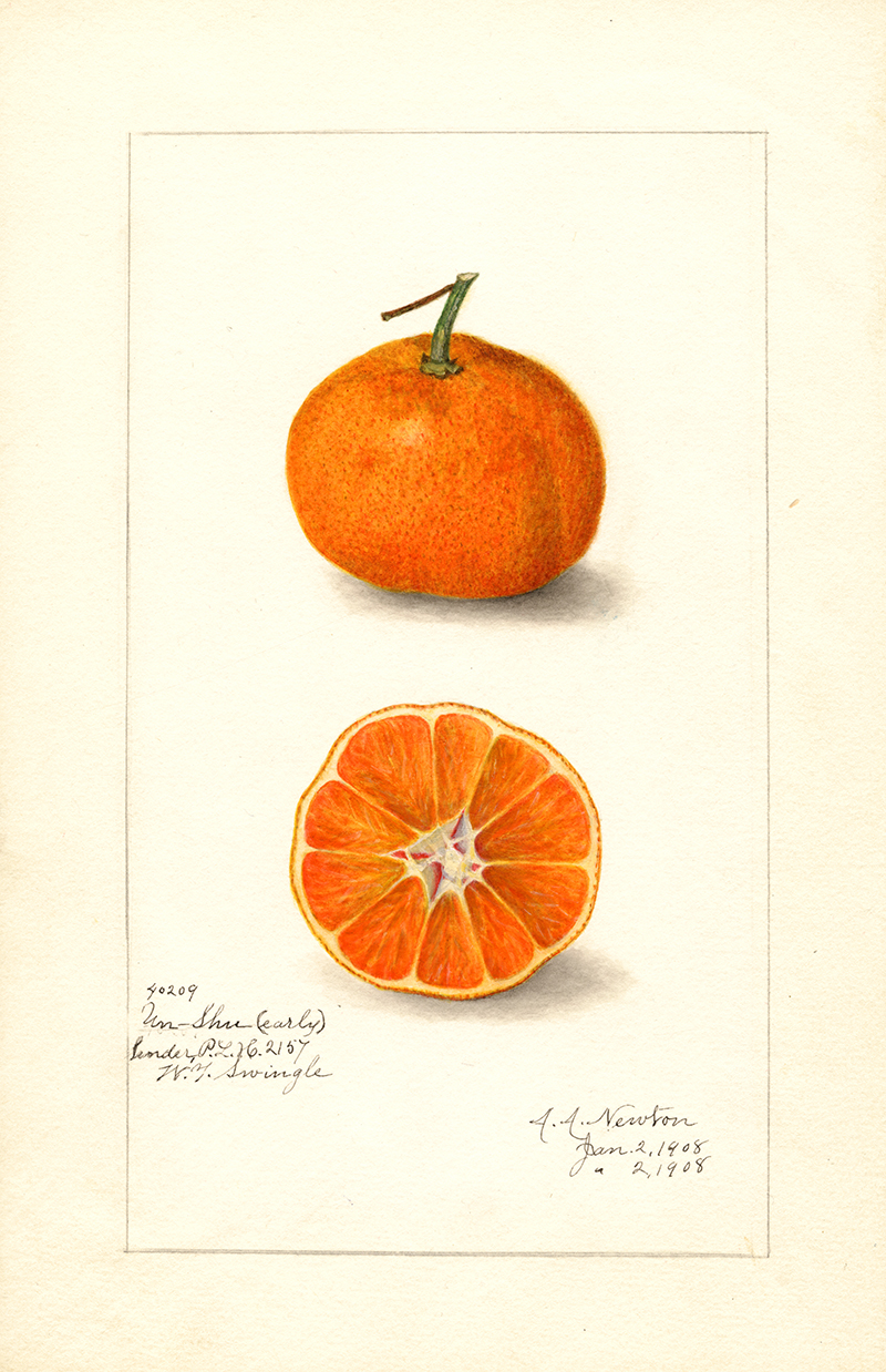 Watercolor tangelo fruit print from the Pomological Collection