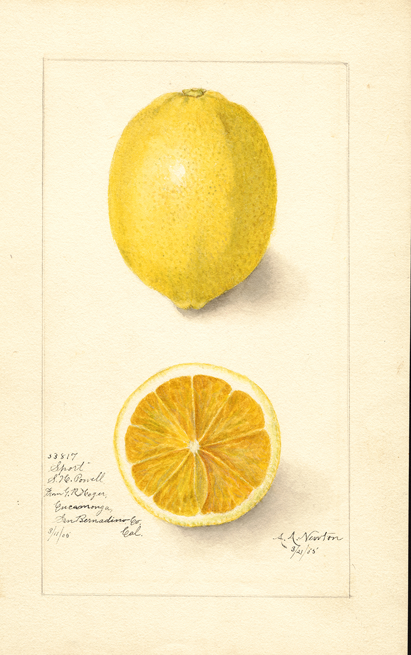Watercolour fruit print sport lemon