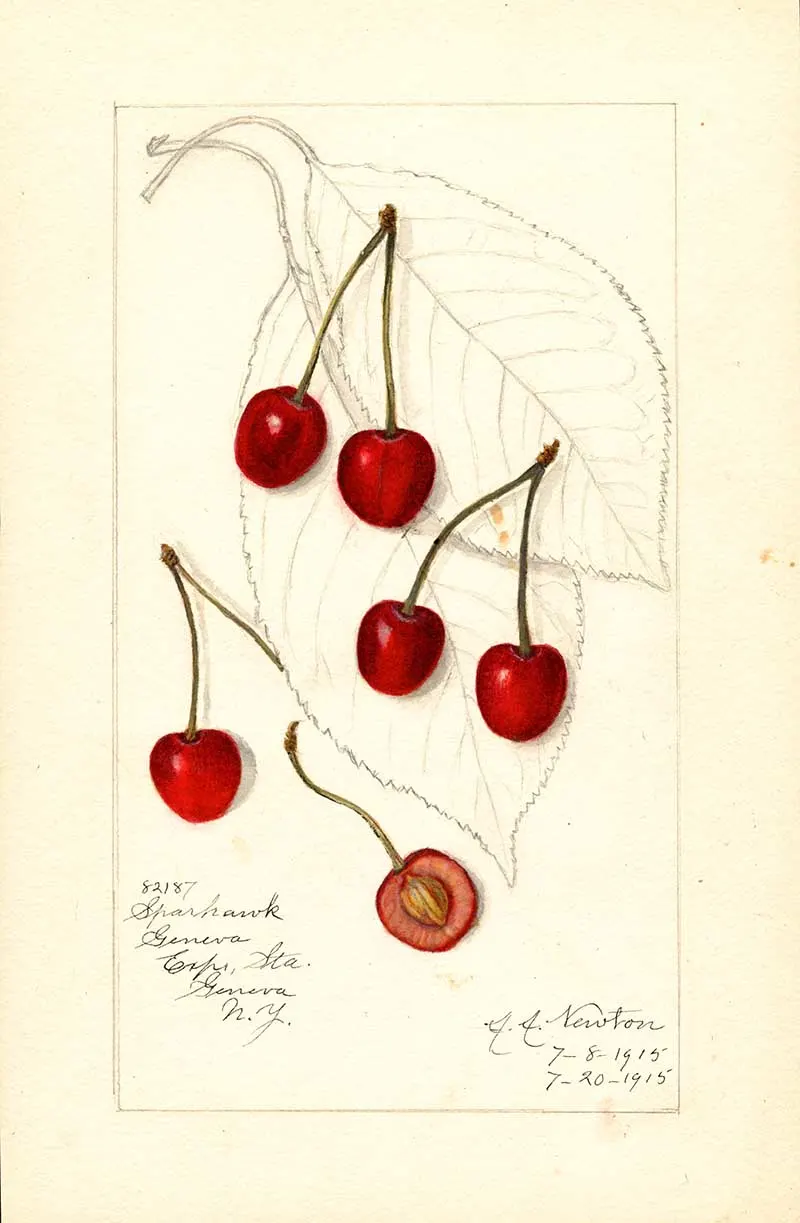 Vintage watercolour fruit print of Cherries from the Pomological collection