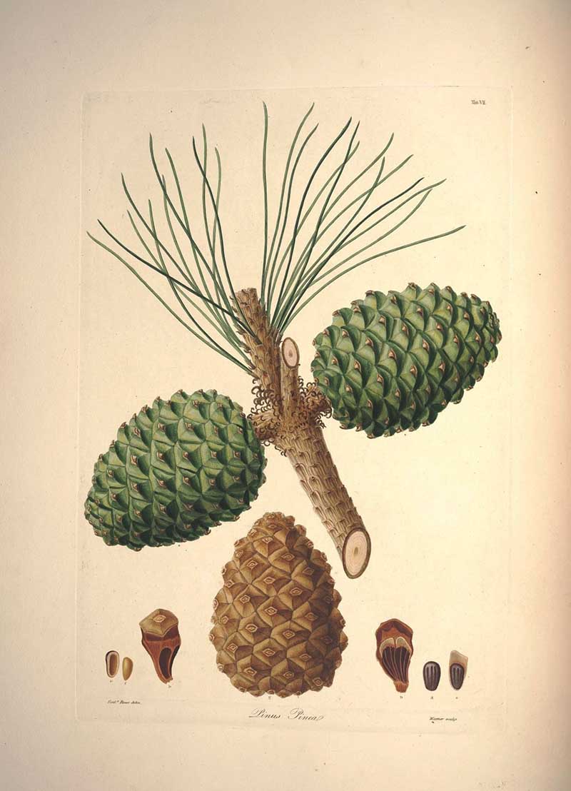 Stone Pine botanical vintage image