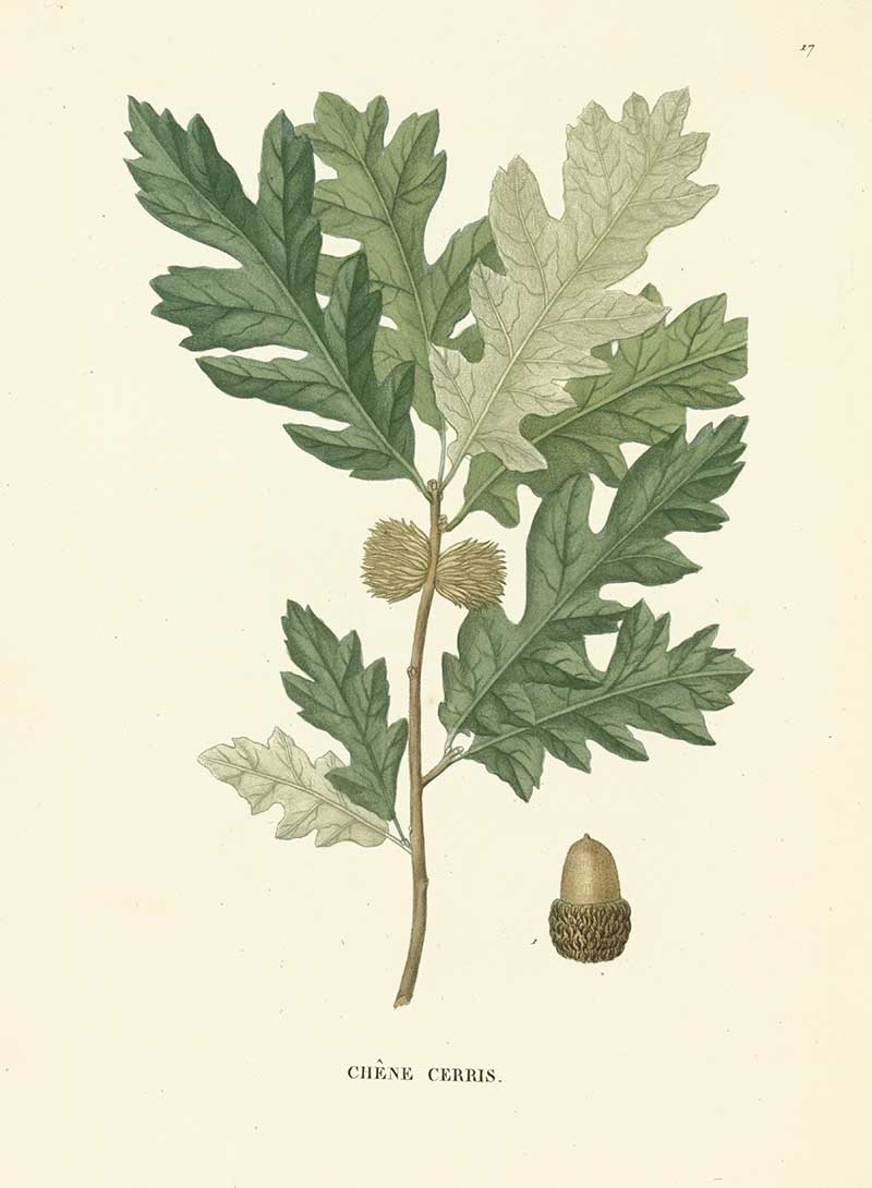 Austrian Oak Vintage Botanical Print