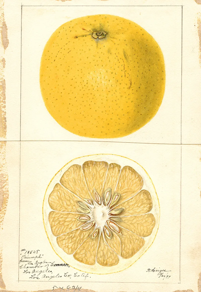 watercolor fruit painting grapefruit