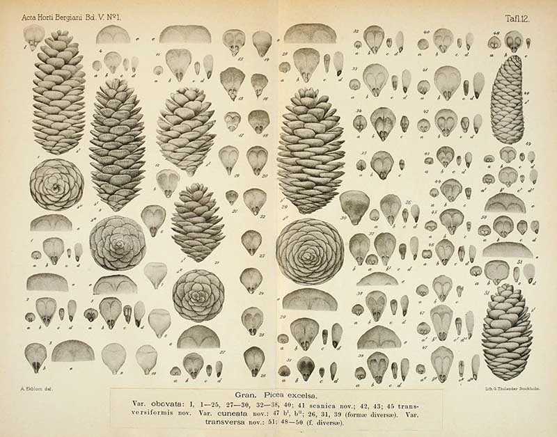 black and white chart of Norwegian Spruce pine cone scales