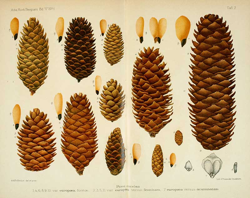 Norwegian spruce pine cones