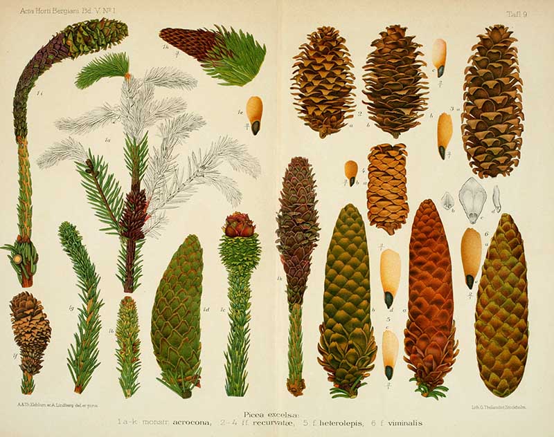 Vintage woodland botanical chart of Norwegian spruce cones