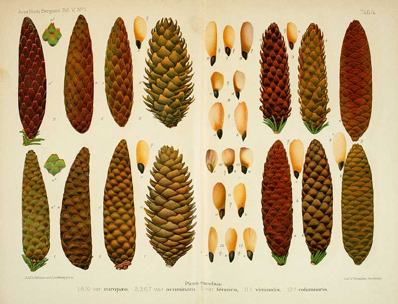 Norwegian spruce pine cones