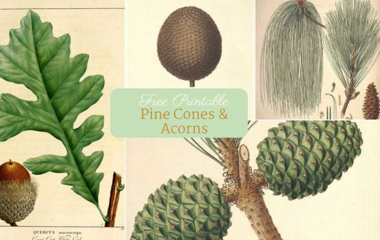 free vintage botanical prints for fall