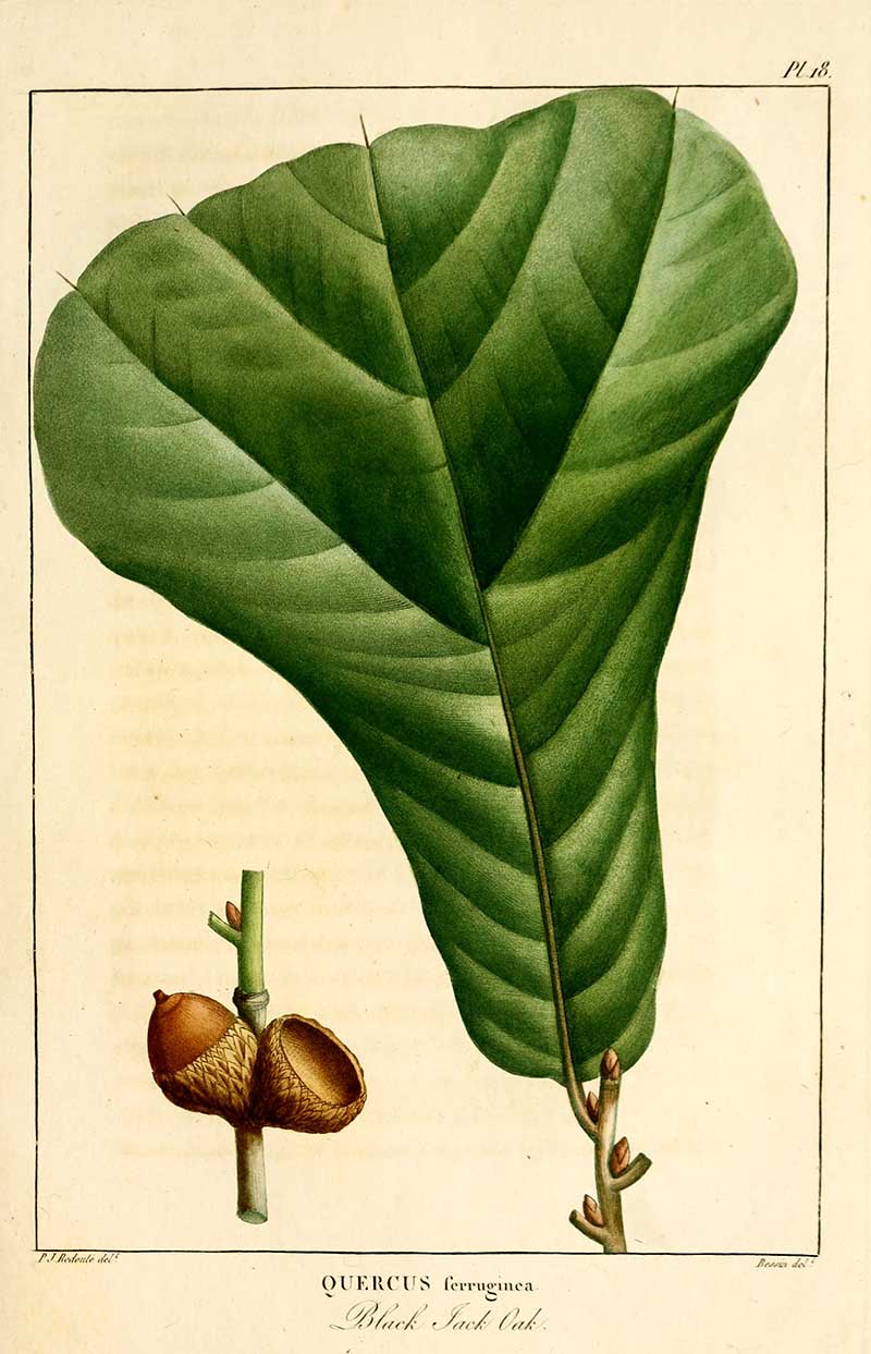 Black Jack Oak leaf and acorn