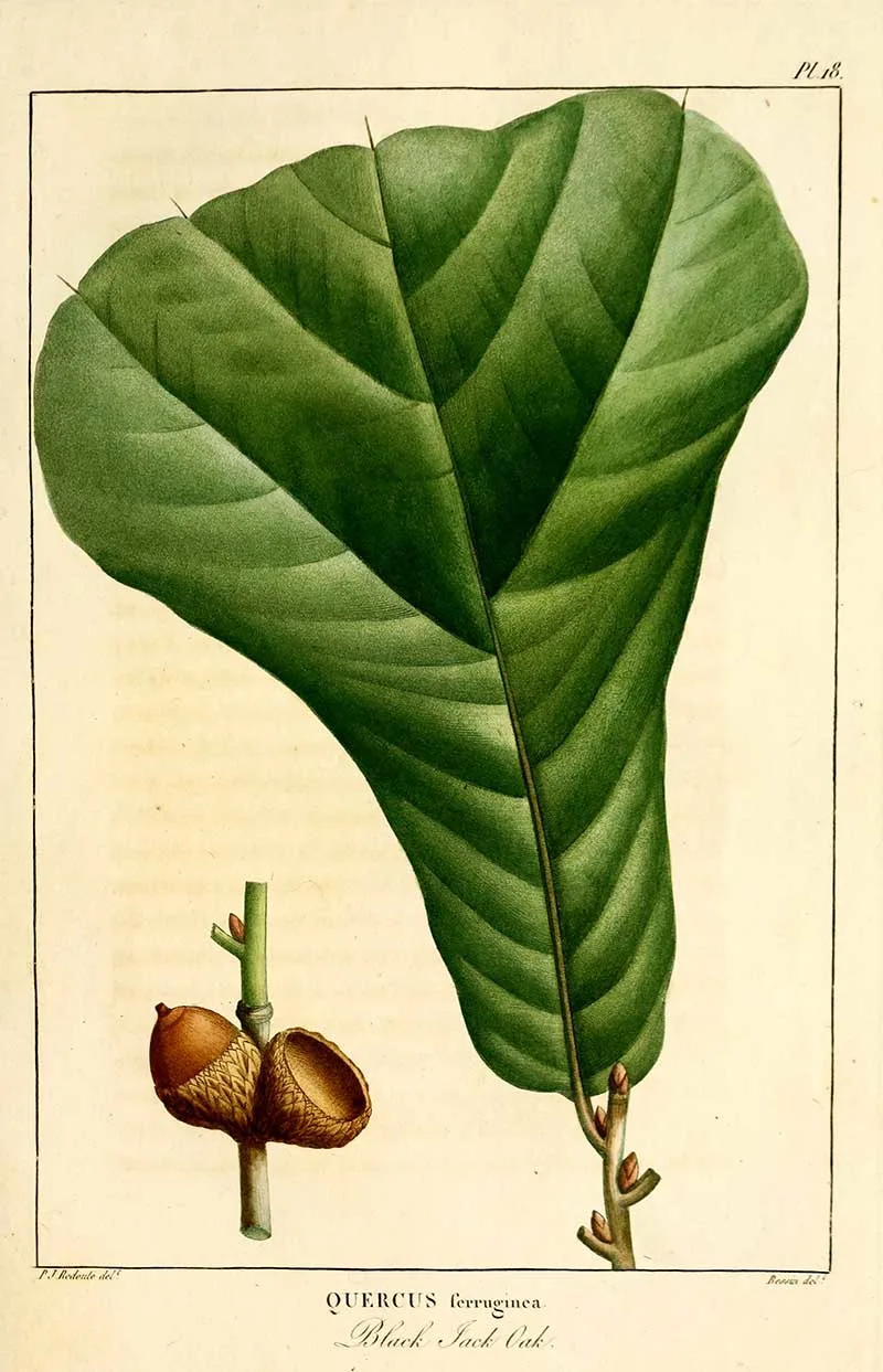 Black Jack Oak leaf and acorn