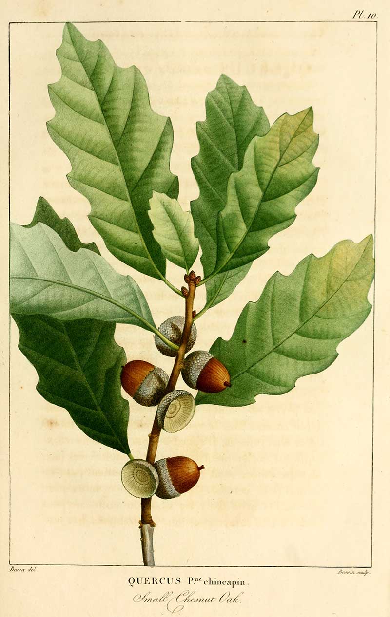 Small chestnut oak leaves and acorns