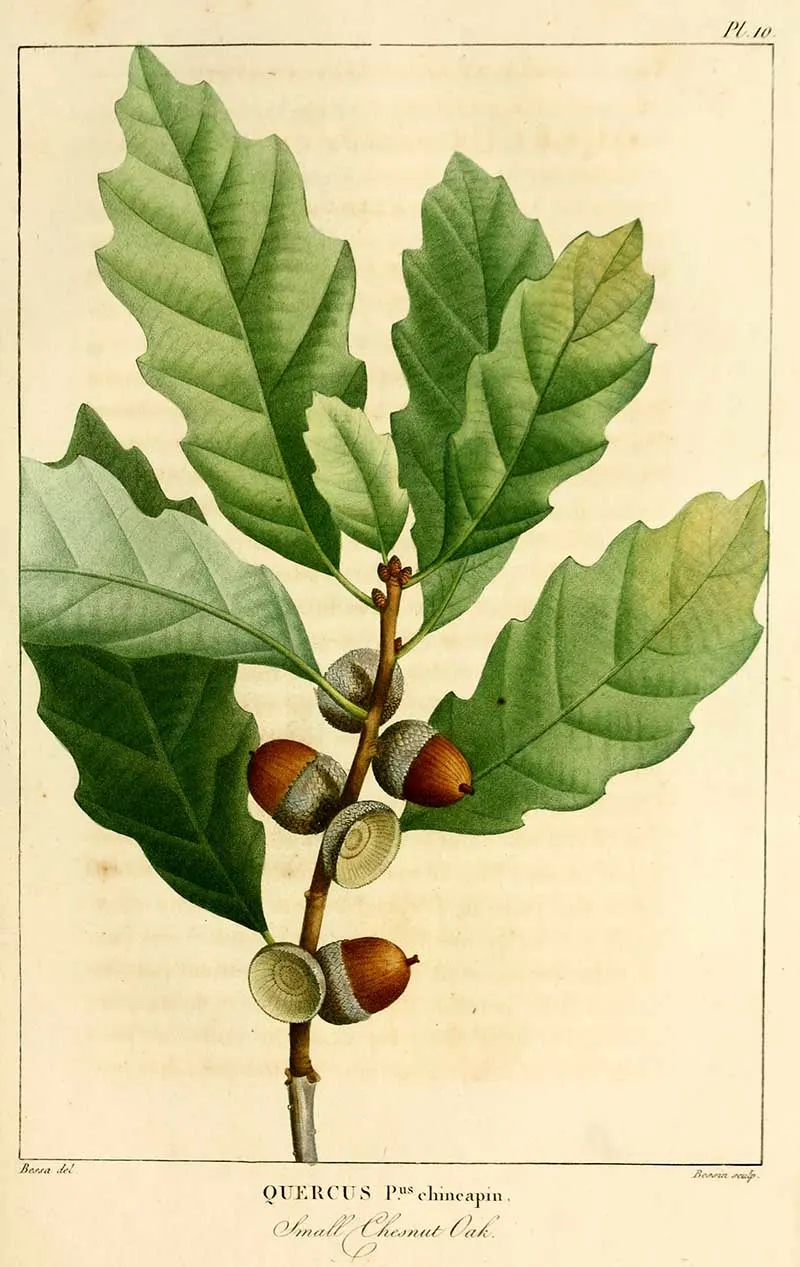 Small chestnut oak leaves and acorns