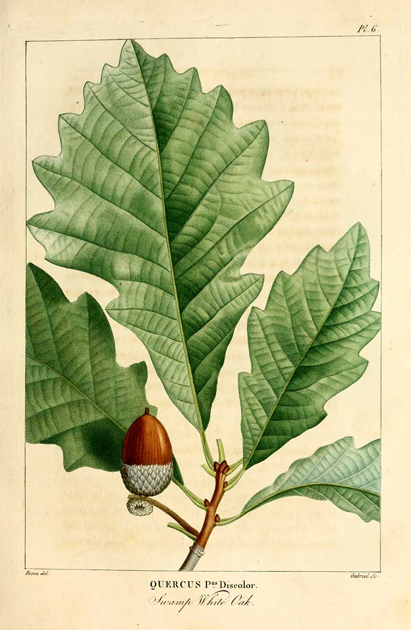 Swamp white oak leaf and acorn illustration