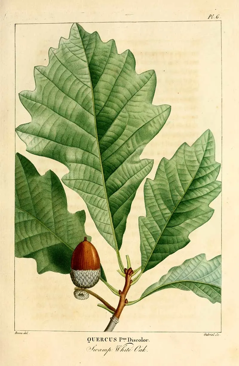 Swamp white oak leaf and acorn illustration