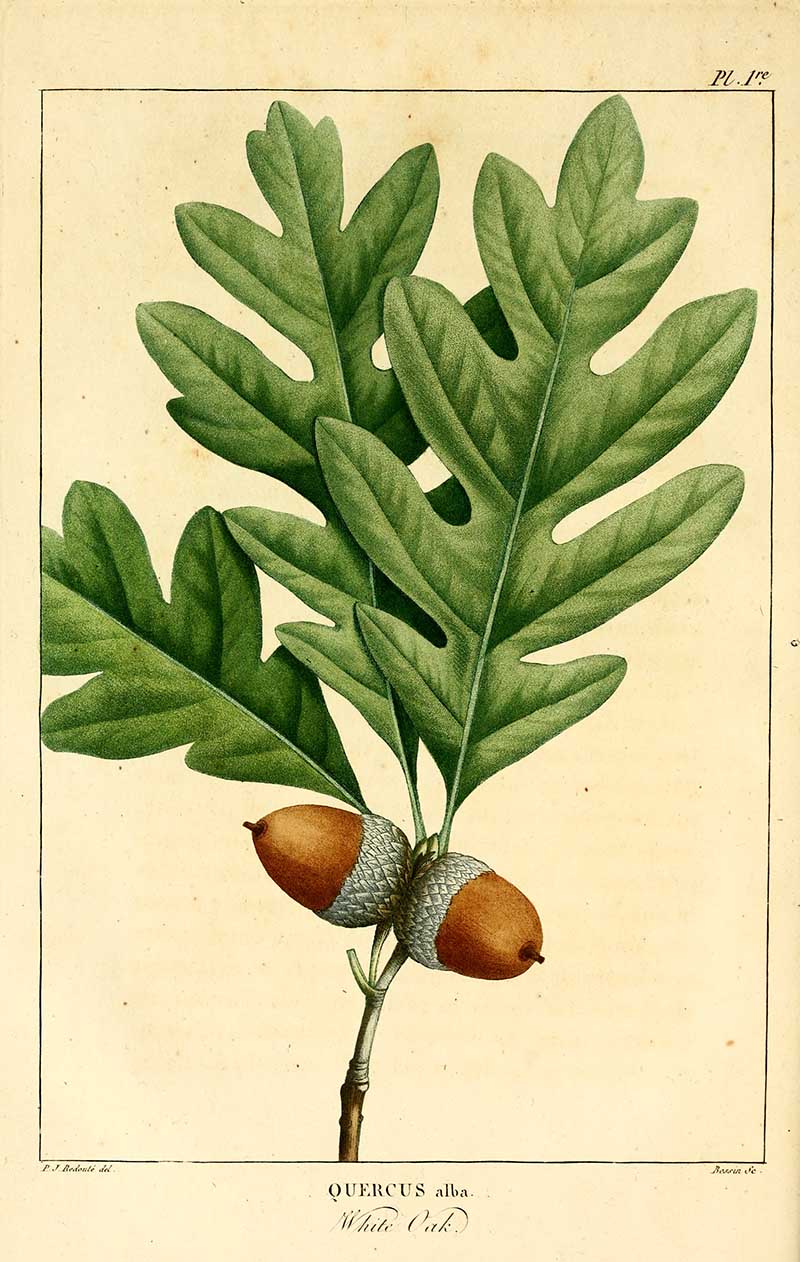 White oak leaf with acorn from Histoire_des_arbres_forestiers_de_lAmérique