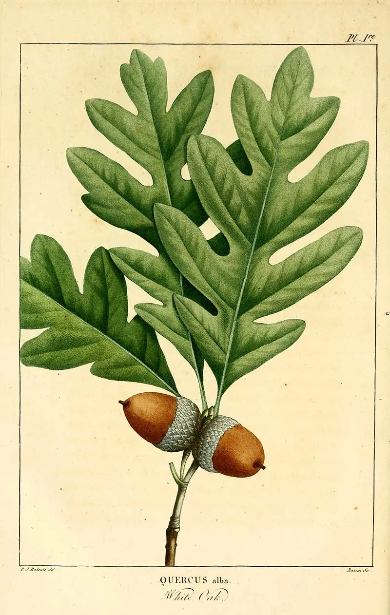 White oak leaf with acorn from Histoire_des_arbres_forestiers_de_lAmérique