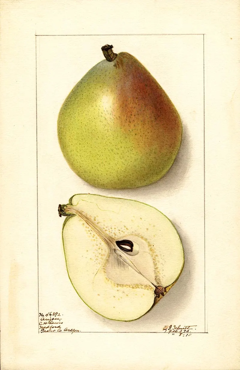 Illustration of an Anju pear free fruit print